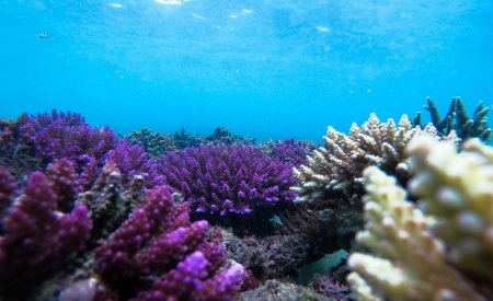 Fondo del mar con corales