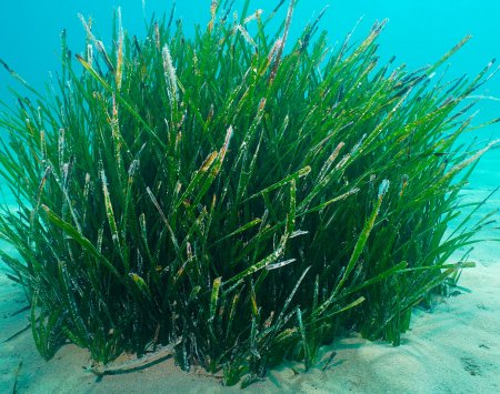 Posidonia oceánica